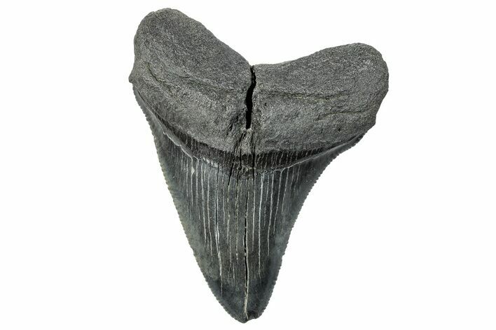 Serrated, Fossil Megalodon Tooth - South Carolina #289263